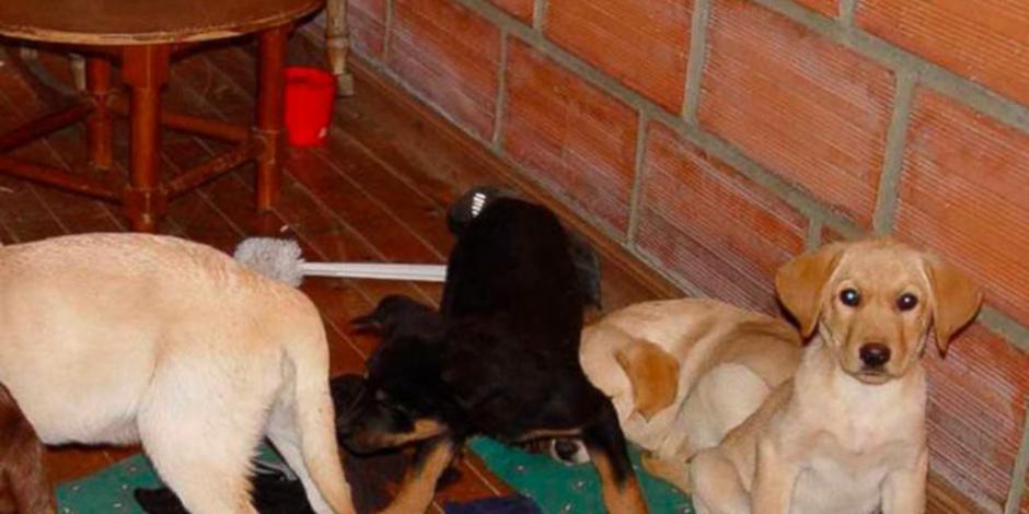 Veterinario implanta heroína en cachorros, para traficarla a narcos colombianos