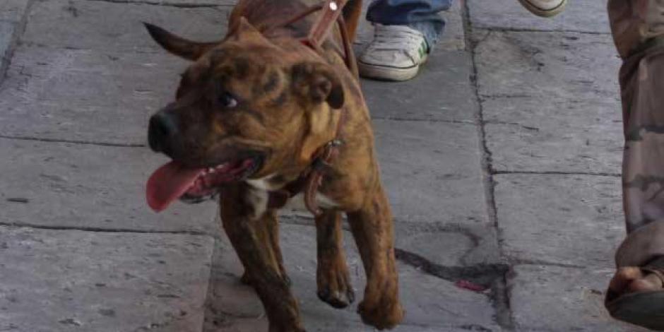 Perro pitbull ataca en la cara a niño de 6 años en la Cuauhtémoc