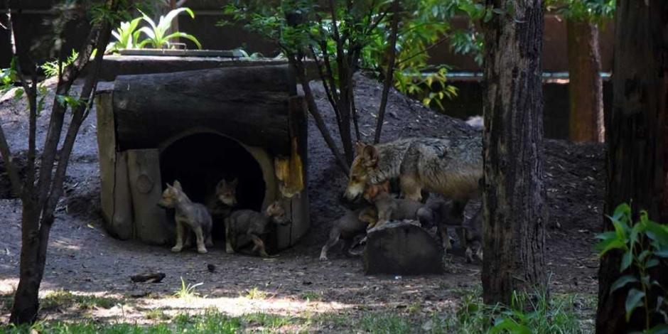 FOTOS: Nacen 8 lobos mexicanos en el Zoológico de Los Coyotes