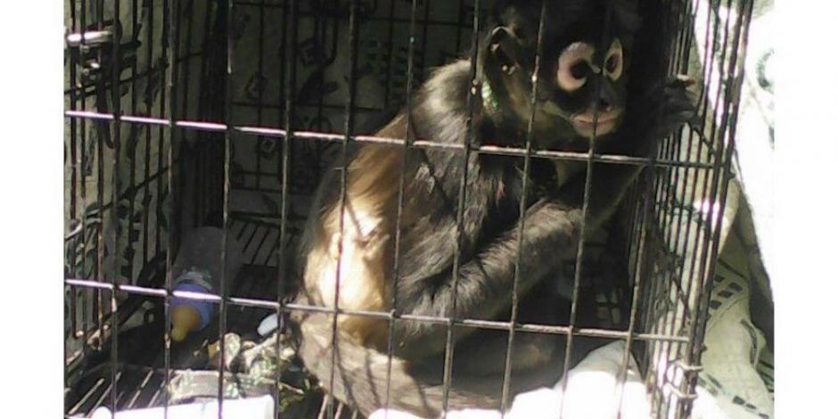 Rescatan a mono araña de incendio en Iztacalco
