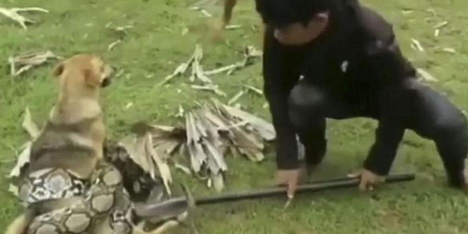 VIDEO: Niños enfrentan a enorme serpiente para salvar a su perro