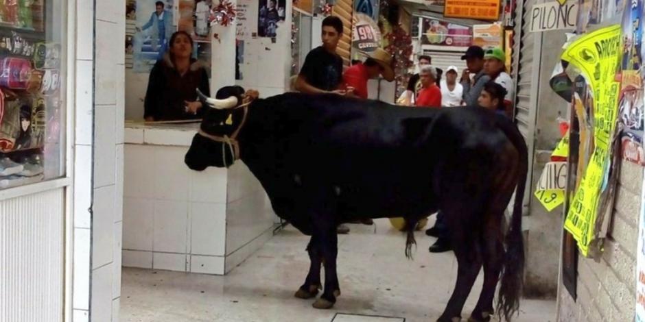 VIDEO: Escapa toro de pamplonada y lesiona a dos personas en Tláhuac