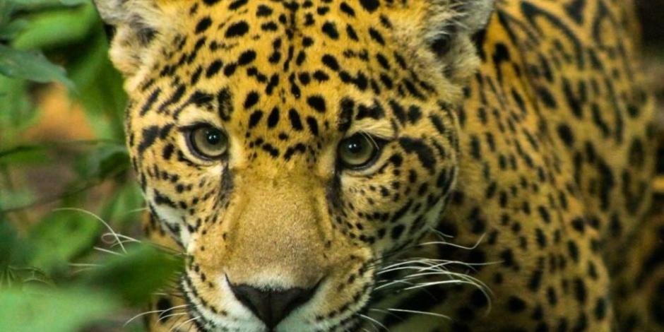 Chiapas conserva fauna mediante reproducción de especies en extinción
