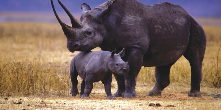 Por agua contaminada, ocho rinocerontes negros mueren