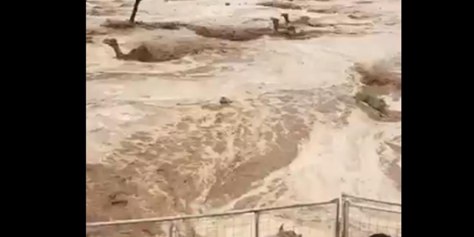 VIDEOS: Lluvias torrenciales inundan desierto de Arabia Saudita