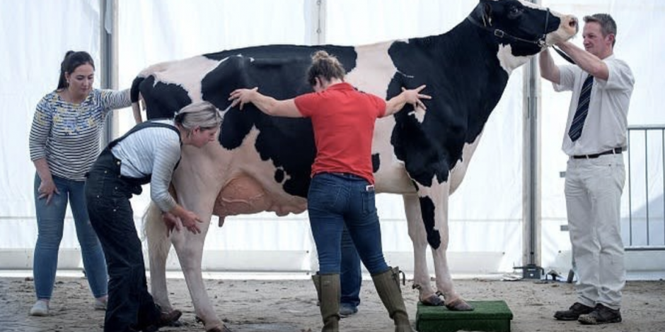 VIDEO: La vaca más grande del mundo se salva del matadero