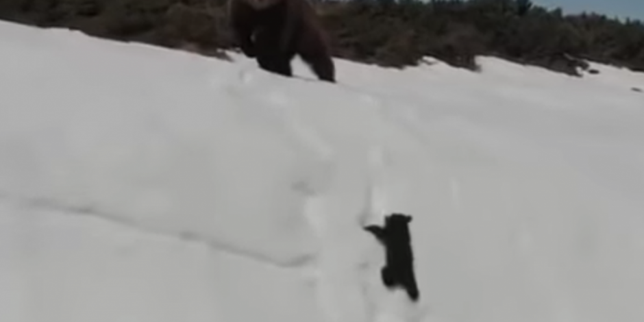 La crueldad que esconde el video motivacional del pequeño oso escalando