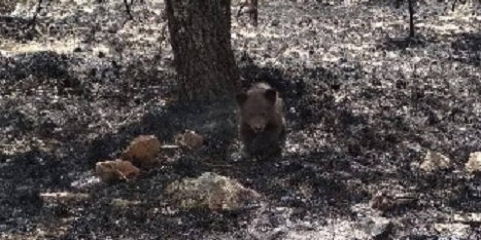 Rescatan a cría de oso en peligro de extinción de incendio forestal
