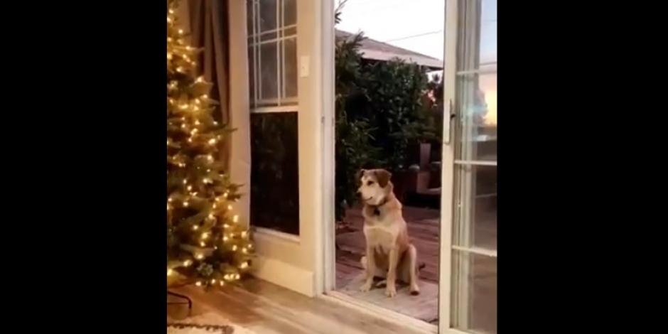 VIDEO: Tierno perro aguarda a que le abran puerta invisible