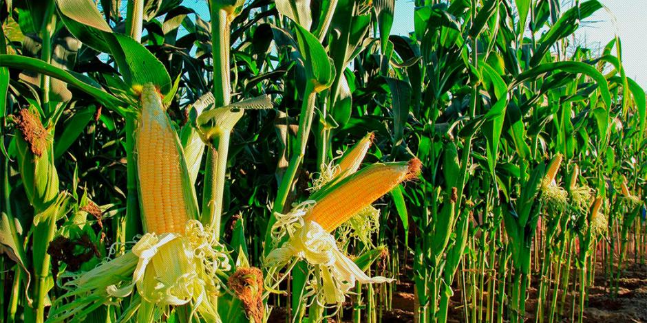 CNA señala que a pesar de que se ha registrado una buena temporada de lluvias, la producción de maíz grano ha tenido un paso lento.