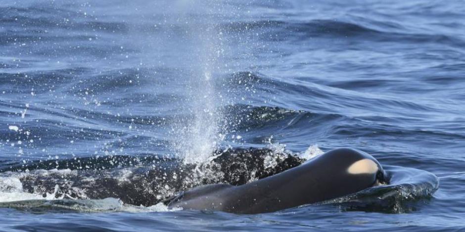 Orca empuja más de 2 semanas cadáver de su cría en mares de EU