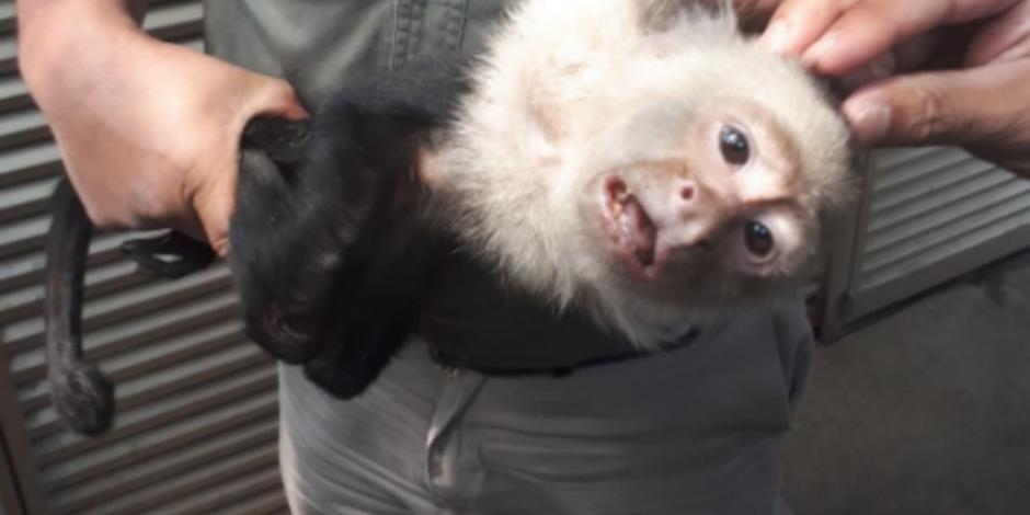 Tras 14 días "prófugo", capturan al mono capuchino de Las Lomas