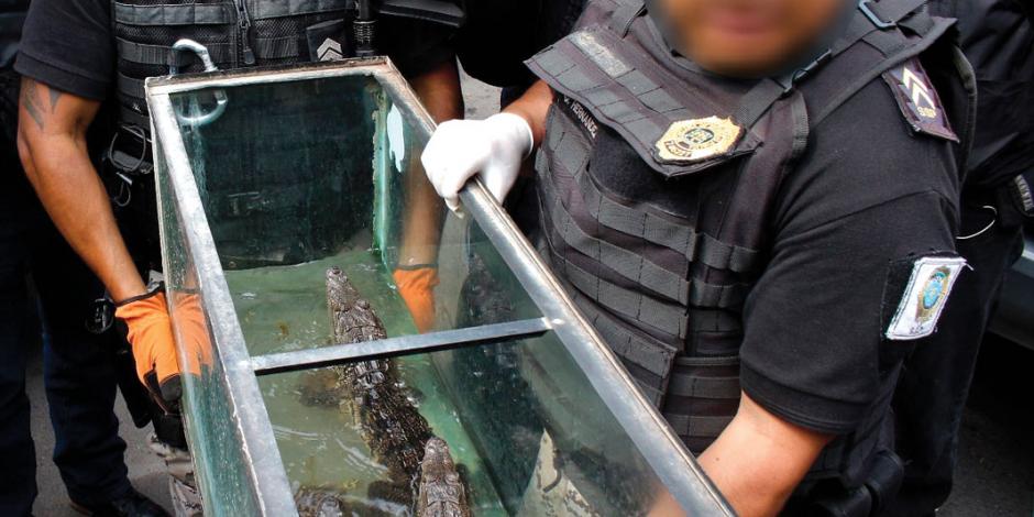 Decomisa la SSP cocodrilos, tortugas, peces… en la colonia Morelos