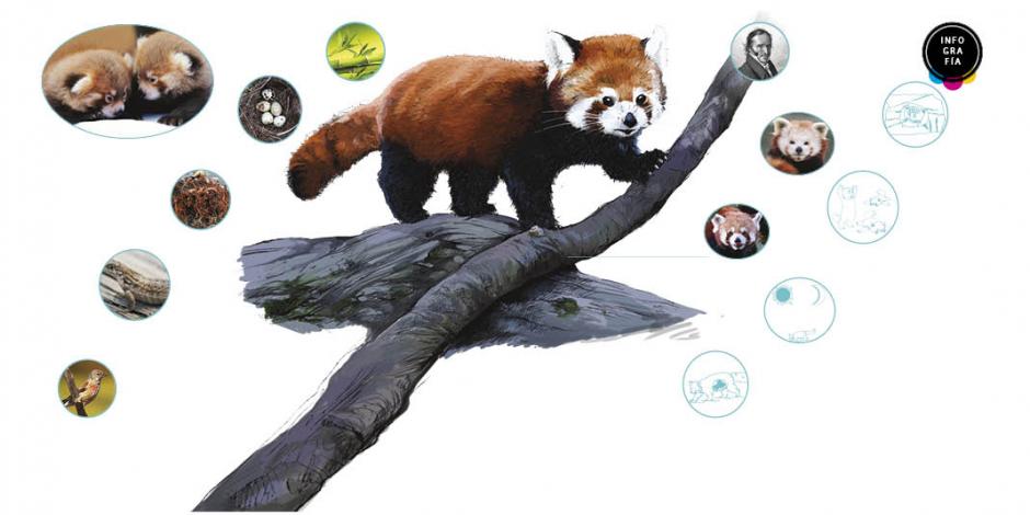 Panda rojo, en peligro de extinción, amenazado por la deforestación