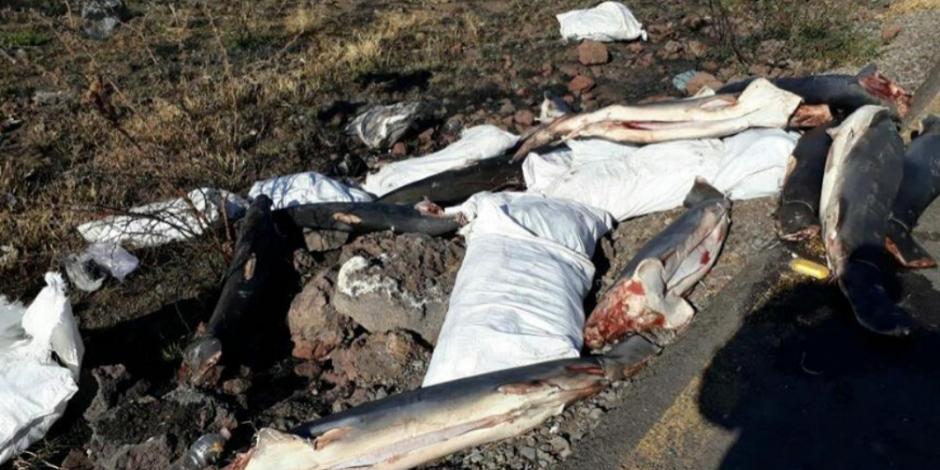 Abandonan restos de 300 tiburones en carretera de Michoacán