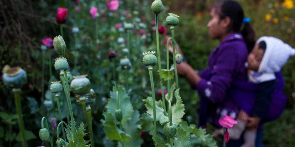Narcoagricultores mexicanos cambian cultivo de amapola por mariguana
