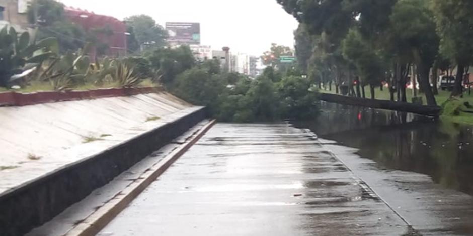 FOTOS: Por lluvia, caen 4 árboles en diferentes vialidades en la CDMX