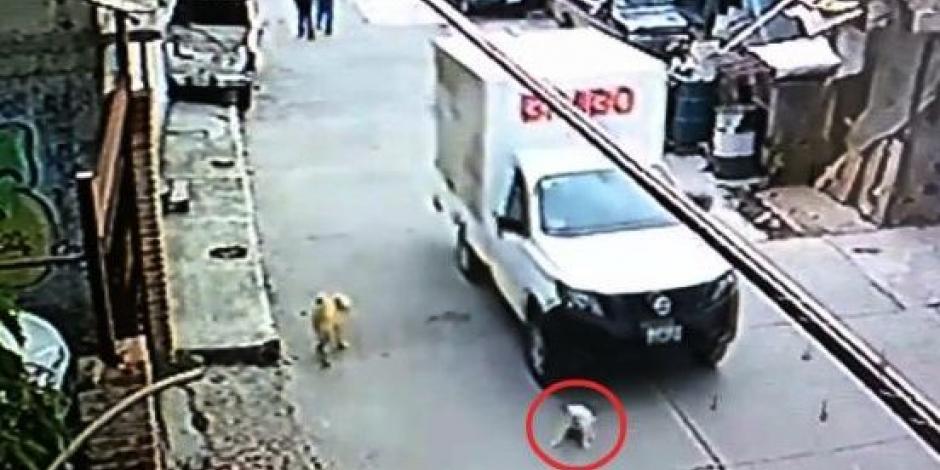VIDEO: Chofer de Bimbo atropella a un perrito y no se detiene