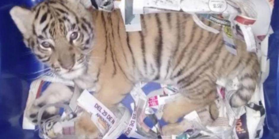 VIDEO: Intentan mandar cachorro de tigre ¡por paquetería!