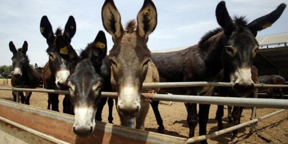 Roban burros en África para satisfacer demanda china