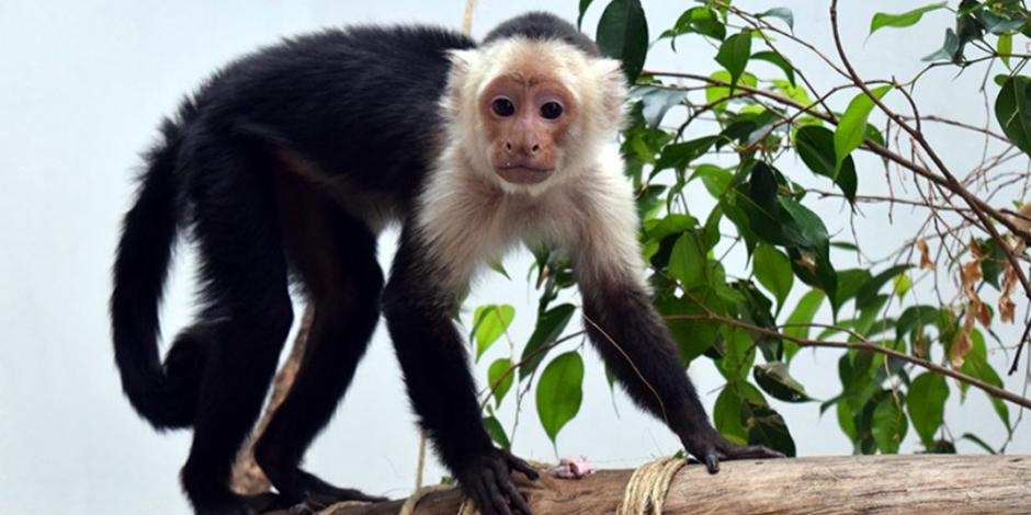 Mono capuchino sube de peso y ya hasta tiene "novia"