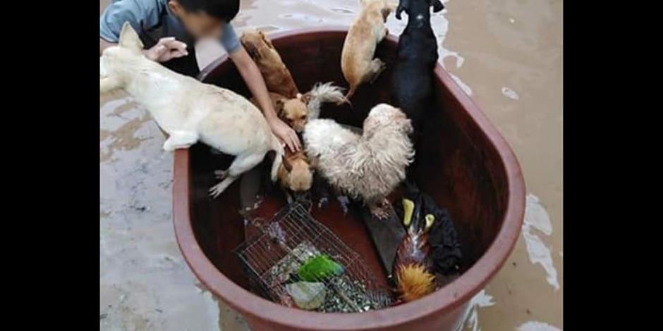 Buscan a niño que rescató a sus mascotas de inundaciones en Nayarit