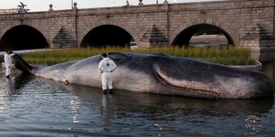 Aparece una ballena en río de Madrid ¿Cómo llegó hasta ahí?