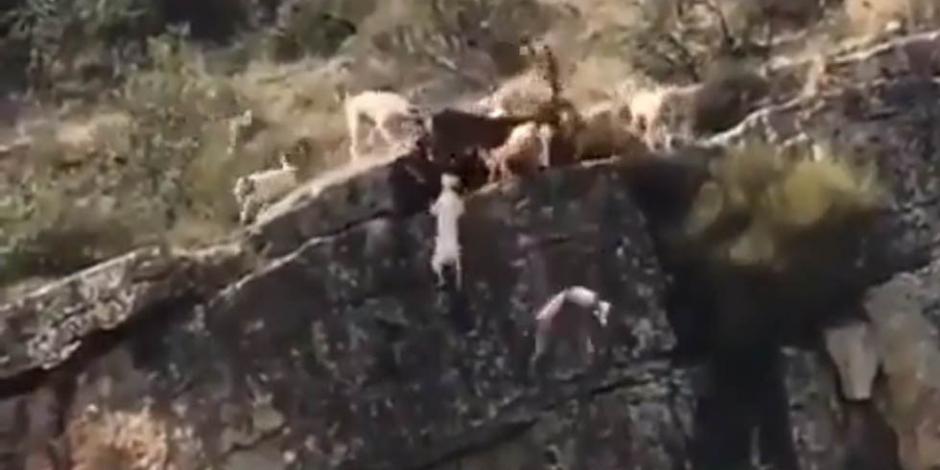 VIDEO: Durante cacería, 12 perros y un ciervo caen en barranco