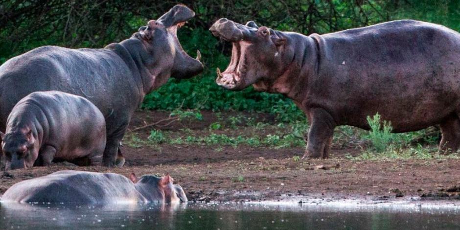 Turista chino muere atacado por hipopótamo en Kenia