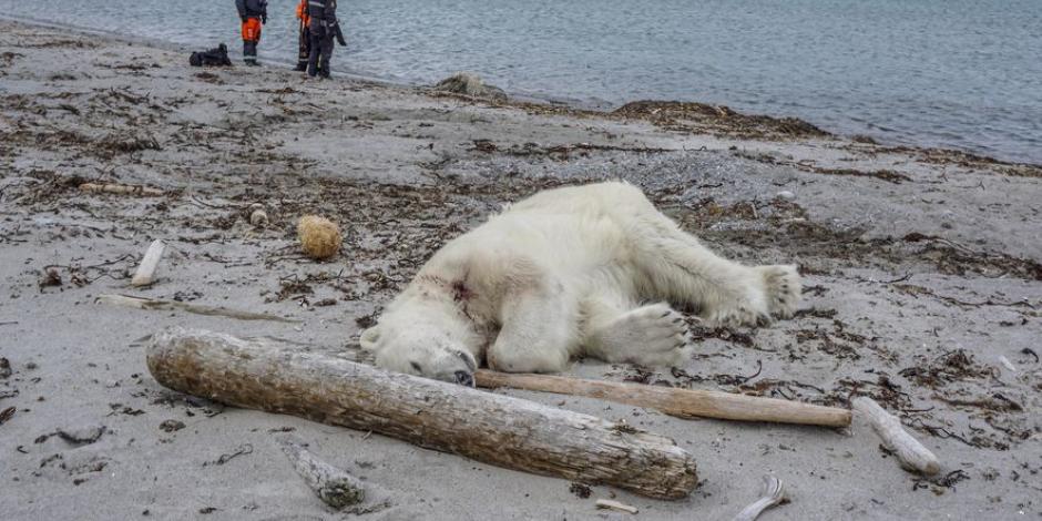 Matan a tiros a oso polar tras atacar a guardián de crucero en Noruega