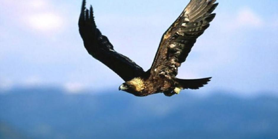 Águila real, especie emblemática nacional y ejemplo de conservación