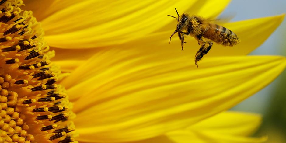 Día a día se reduce la población de abejas en México
