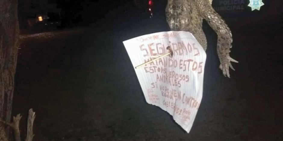 Indaga Profepa muerte de cocodrilo en Puerto Vallarta