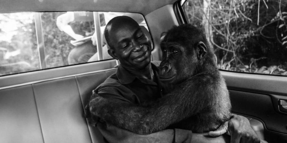 Rescate de la bebé gorila “Pikin”, la mejor foto del año de Wildlife photographer of the year