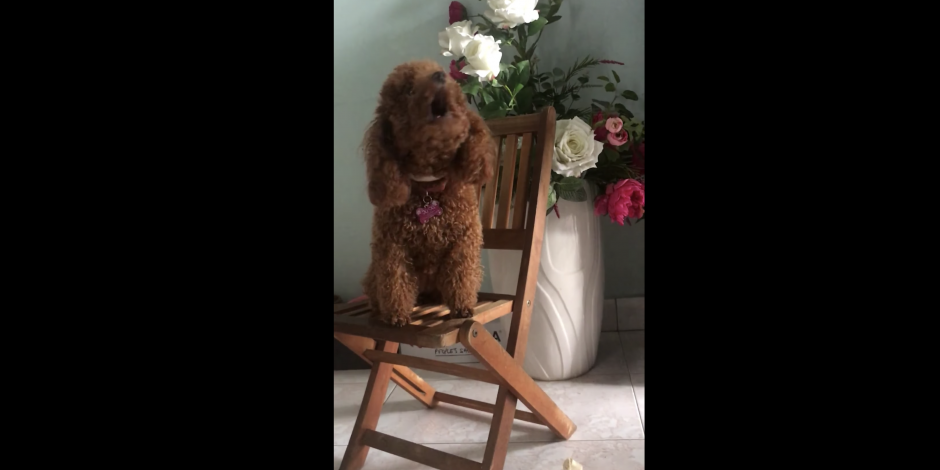 VIDEO: Tierno perrito "canta" mientras su dueño toca el piano