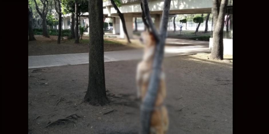 PGJCDMX busca a quienes colgaron a perro de un árbol en Iztacalco