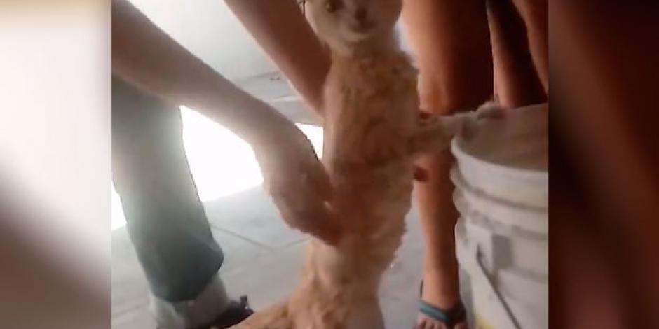 VIDEO: Gatito que disfruta bañarse causa furor en redes