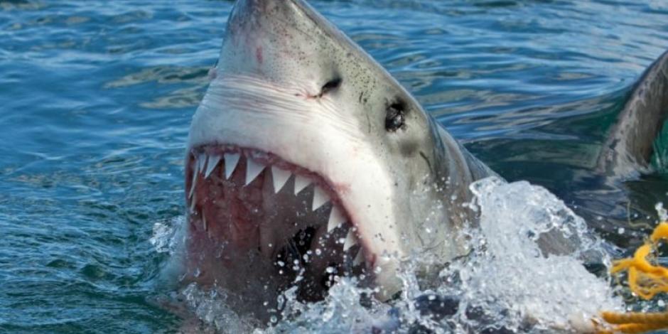 VIDEO: tiburón de 4 metros ataca a surfista en Australia
