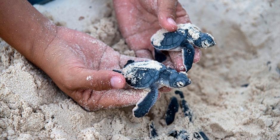 Citibanamex cumple 12 años apoyando a la Conservación de Tortugas