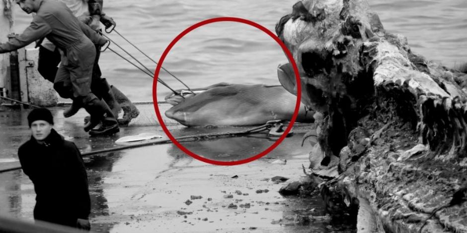 Islandeses matan a ballena preñada; tratan de ocultar a su cría