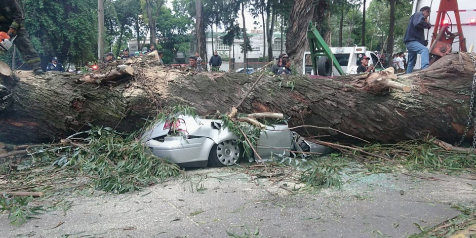 Cae árbol de 25 metros y mata a 4 en Naucalpan