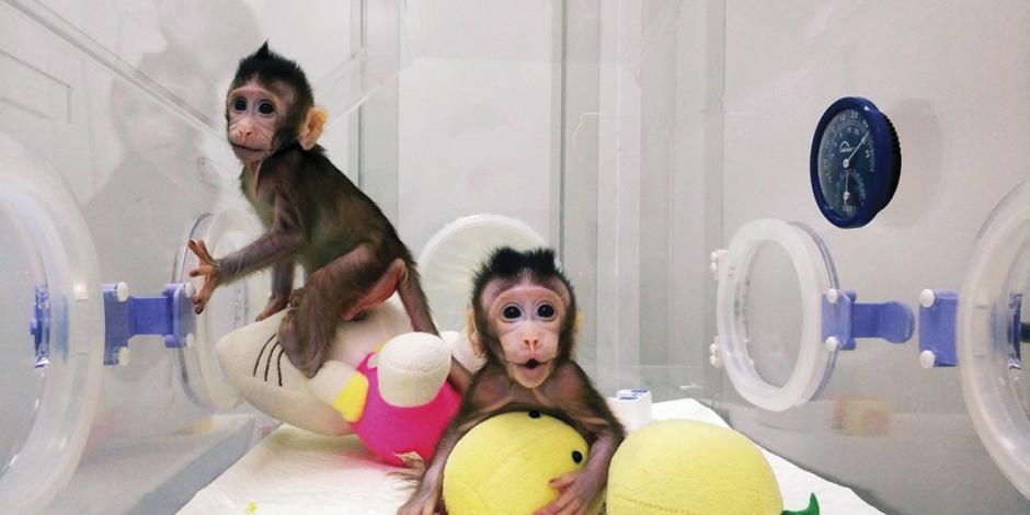 Éxito en clonación de primates acelera vía hacia la humana