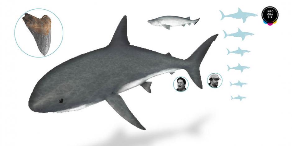 En Australia descubren dientes de un tiburón prehistórico gigante