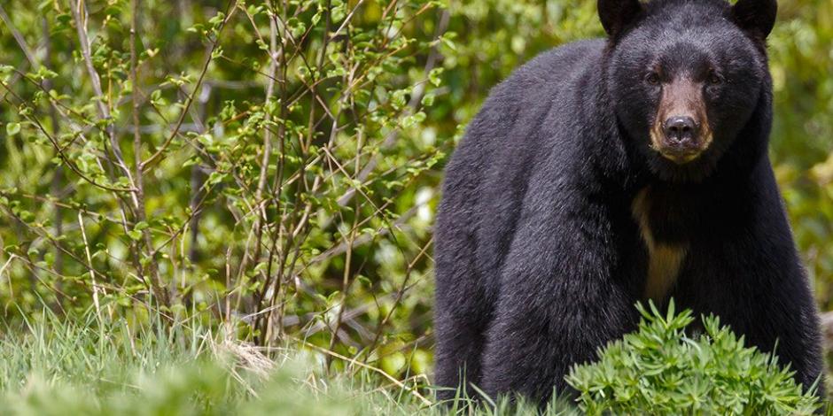 VIDEO: Oso mata a taxista que intentó tomarse una selfie con él