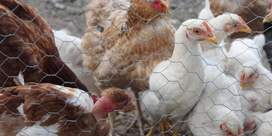Registra Senasica dos brotes de gripe aviar en Guanajuato y Querétaro