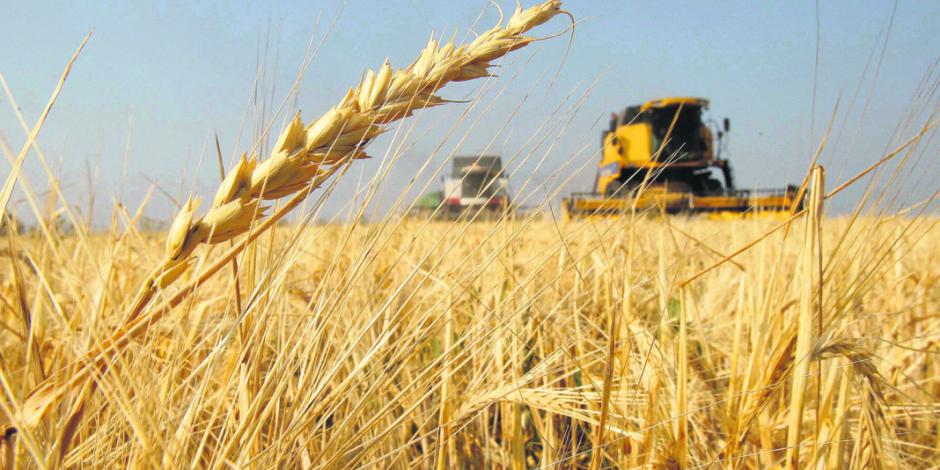 Cuadriplica México en 5 años importación de trigo ruso
