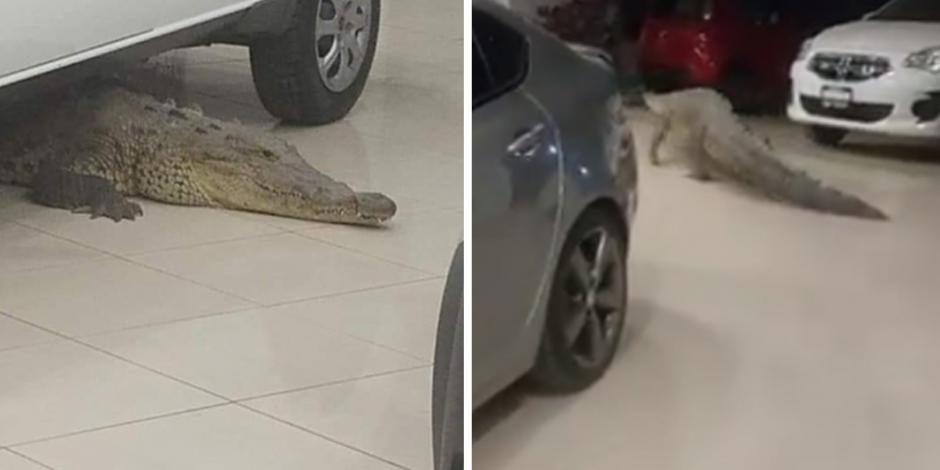 VIDEO: Aparece cocodrilo de dos metros en agencia de vehículos en Jalisco
