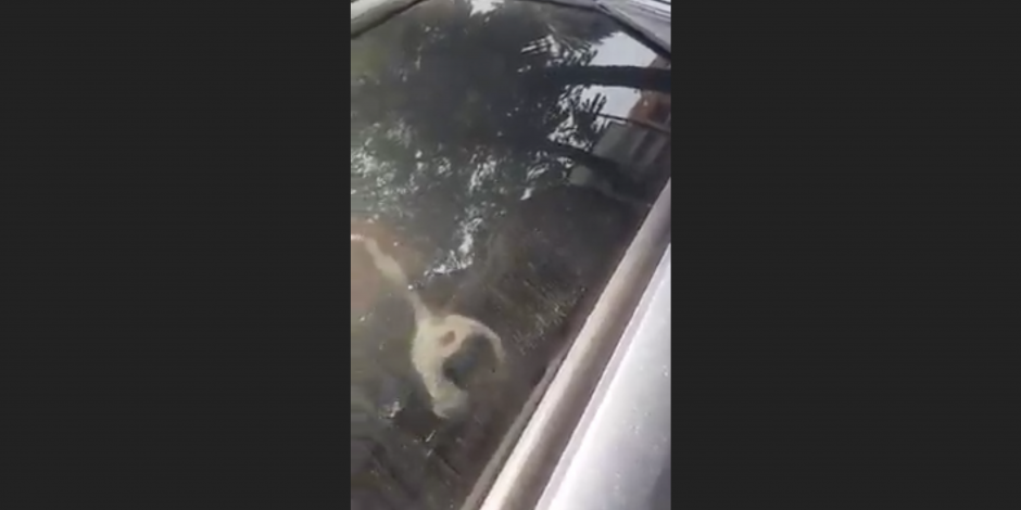 VIDEO: Policía amenaza con matar a mascotas de un conductor