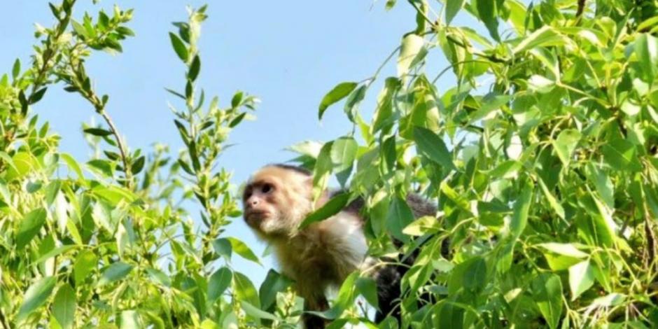 Mono capuchino suelto en Reforma moviliza a bomberos y policías