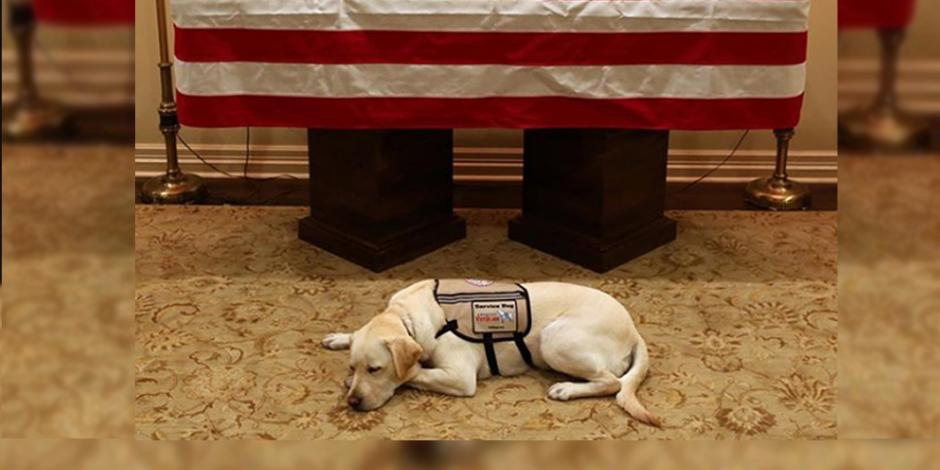 FOTOS: Sully, el perro de George HW Bush que se niega abandonar a su amo